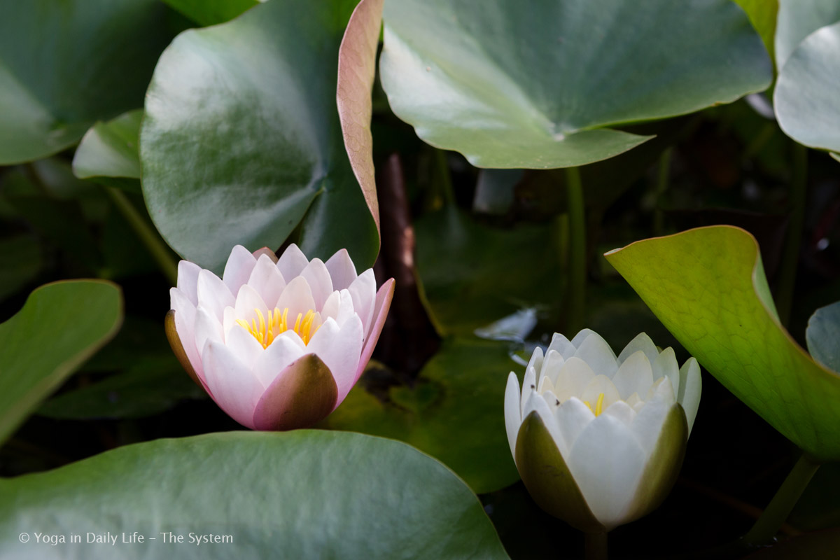 1U4A0465 E 21 8 2017 garden