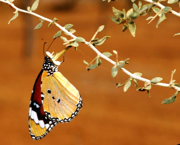 indija2004-493 print